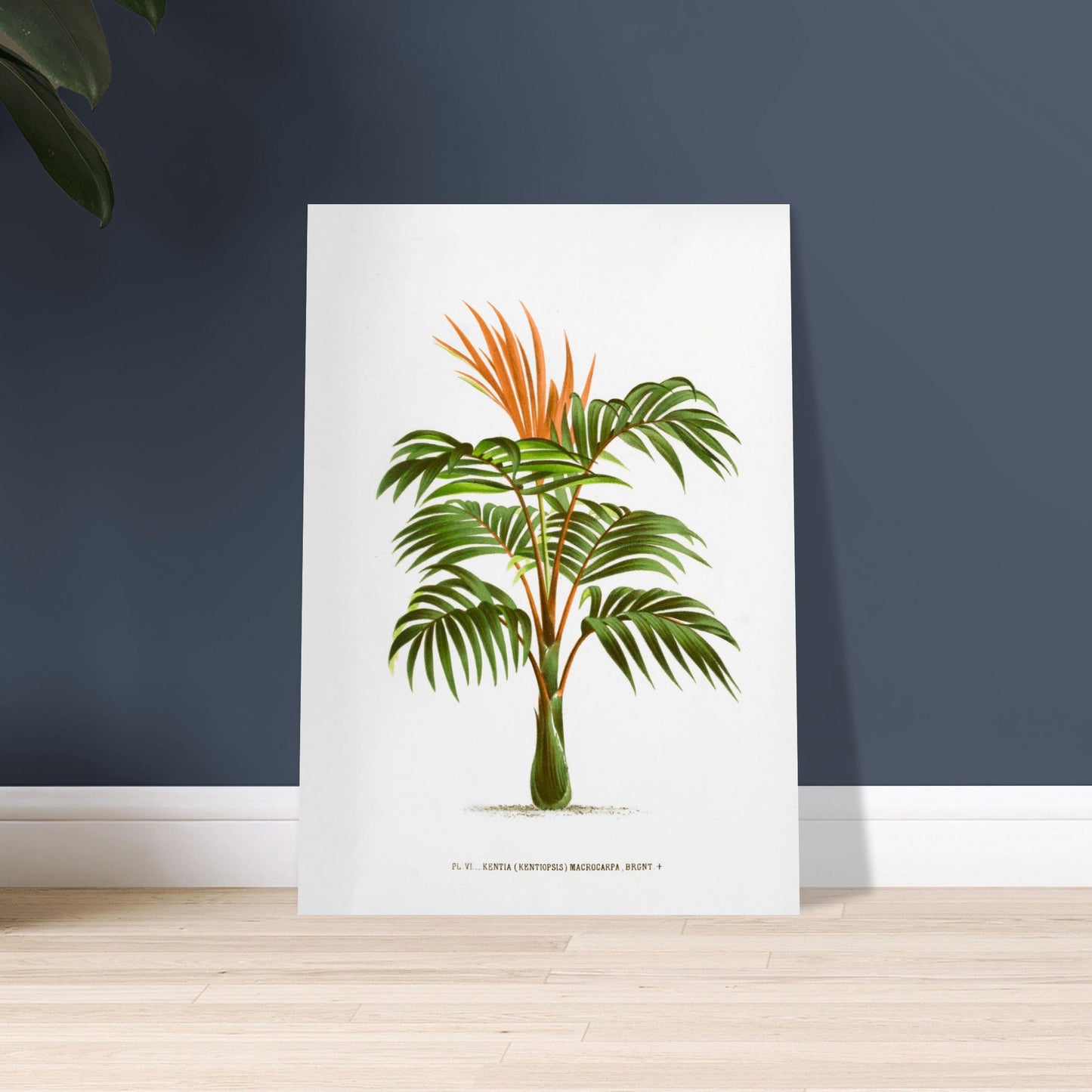 Kentia Macrocarpa - Illustration botanique ancienne de palmier. Illustration botanique ancienne d'un palmier Kentia Macrocarpa (Kentiopsis) aux feuilles vertes et aux inflorescences orange. Image d'illustration 9
