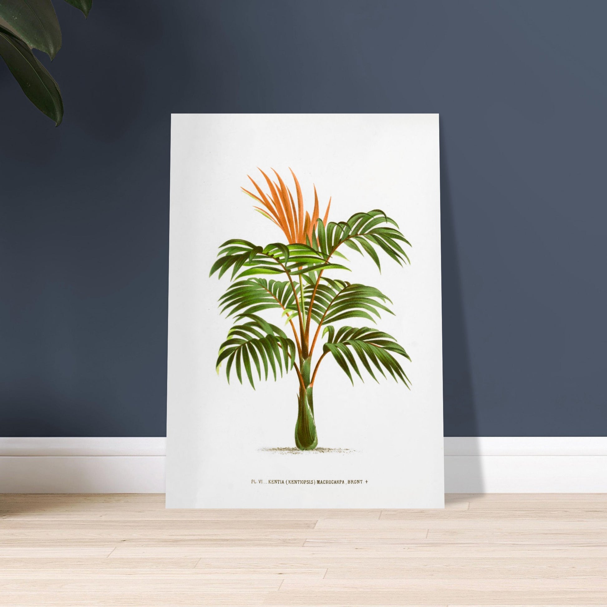 Kentia Macrocarpa - Illustration botanique ancienne de palmier. Illustration botanique ancienne d'un palmier Kentia Macrocarpa (Kentiopsis) aux feuilles vertes et aux inflorescences orange. Image d'illustration 9