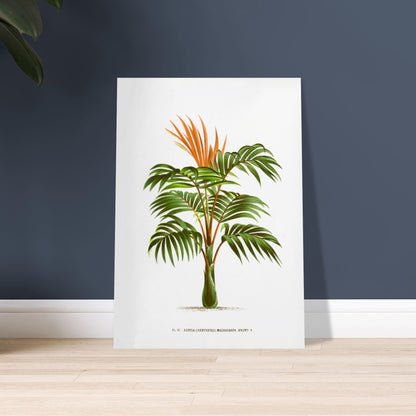 Kentia Macrocarpa - Illustration botanique ancienne de palmier. Illustration botanique ancienne d'un palmier Kentia Macrocarpa (Kentiopsis) aux feuilles vertes et aux inflorescences orange. Image d'illustration 9