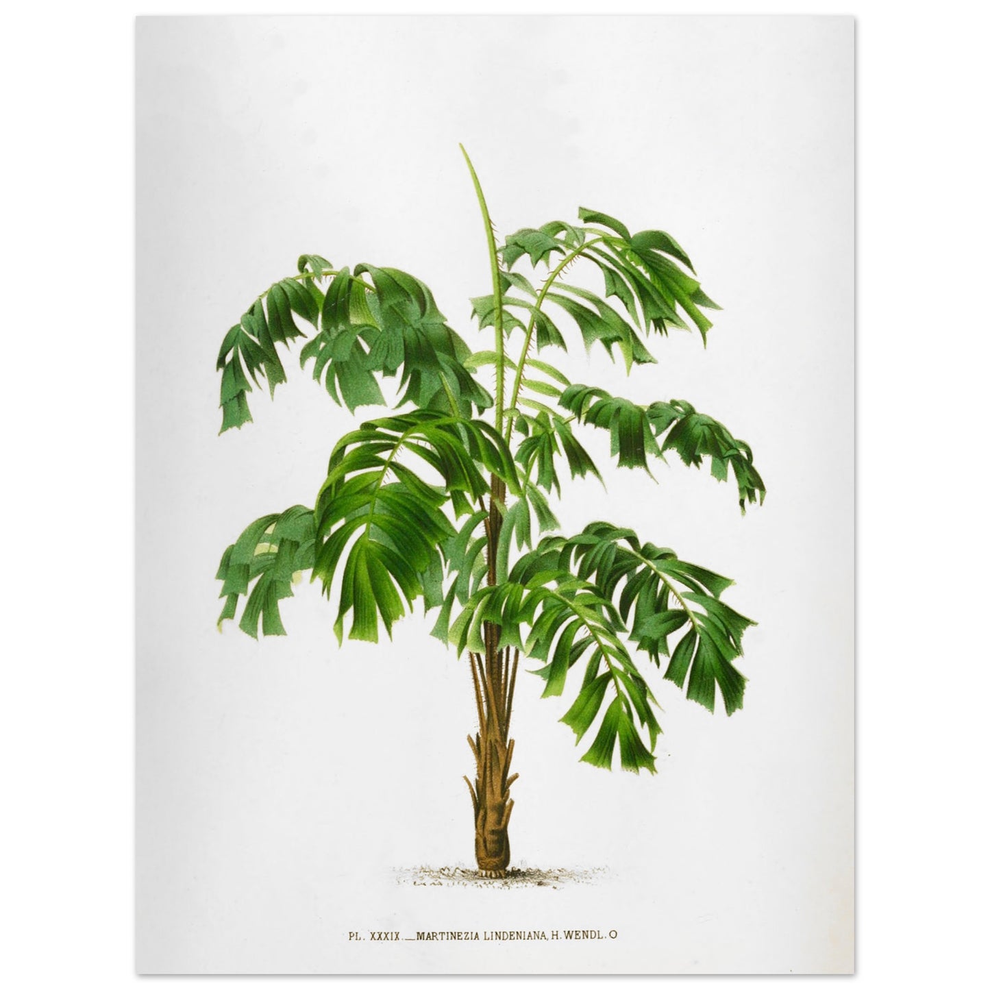 Illustration ancienne du palmier Martinezia Lindeniana par De Pannemaker (30x40 cm). Illustration botanique ancienne du palmier Martinezia Lindeniana aux feuilles vertes découpées et au tronc épineux.