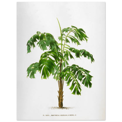 Illustration ancienne du palmier Martinezia Lindeniana par De Pannemaker (30x40 cm). Illustration botanique ancienne du palmier Martinezia Lindeniana aux feuilles vertes découpées et au tronc épineux.