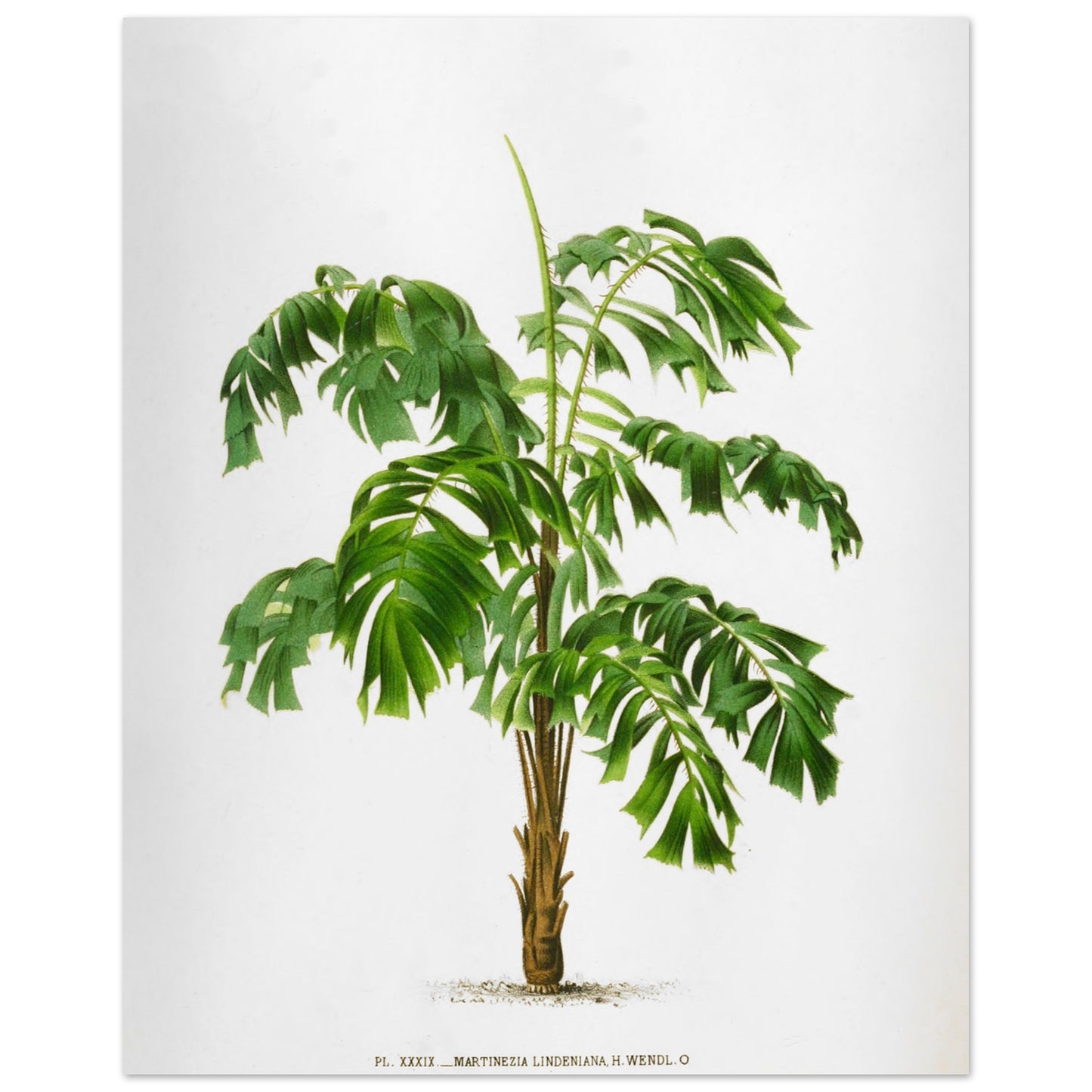 Illustration ancienne du palmier Martinezia Lindeniana par De Pannemaker (40x50 cm). Illustration botanique ancienne du palmier Martinezia Lindeniana aux feuilles vertes découpées et au tronc épineux.