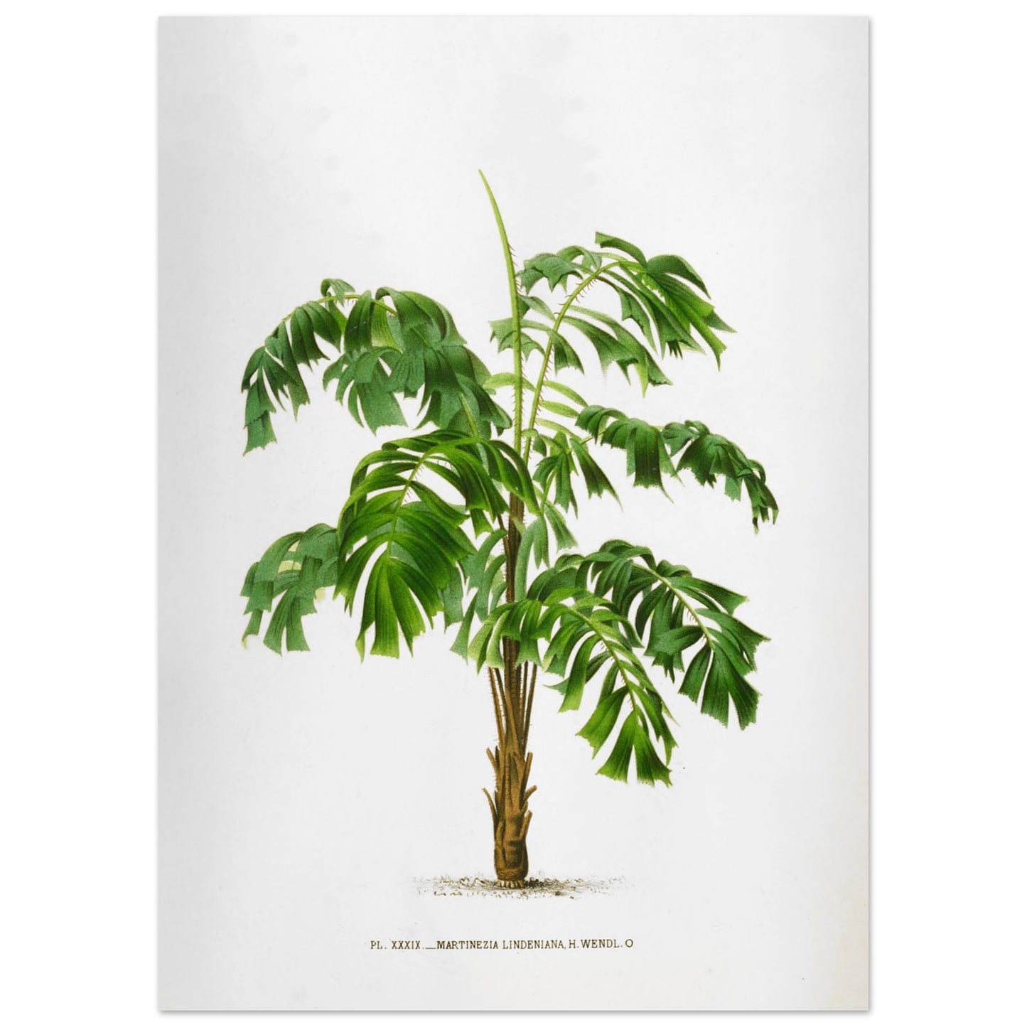 Illustration ancienne du palmier Martinezia Lindeniana par De Pannemaker (50x70 cm). Illustration botanique ancienne du palmier Martinezia Lindeniana aux feuilles vertes découpées et au tronc épineux.