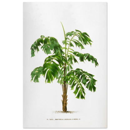 Illustration ancienne du palmier Martinezia Lindeniana par De Pannemaker (60x90 cm). Illustration botanique ancienne du palmier Martinezia Lindeniana aux feuilles vertes découpées et au tronc épineux.