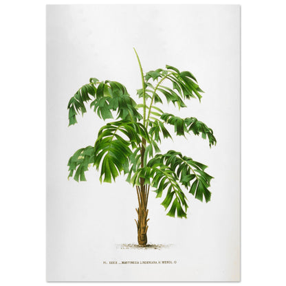 Illustration ancienne du palmier Martinezia Lindeniana par De Pannemaker (70x100 cm). Illustration botanique ancienne du palmier Martinezia Lindeniana aux feuilles vertes découpées et au tronc épineux.
