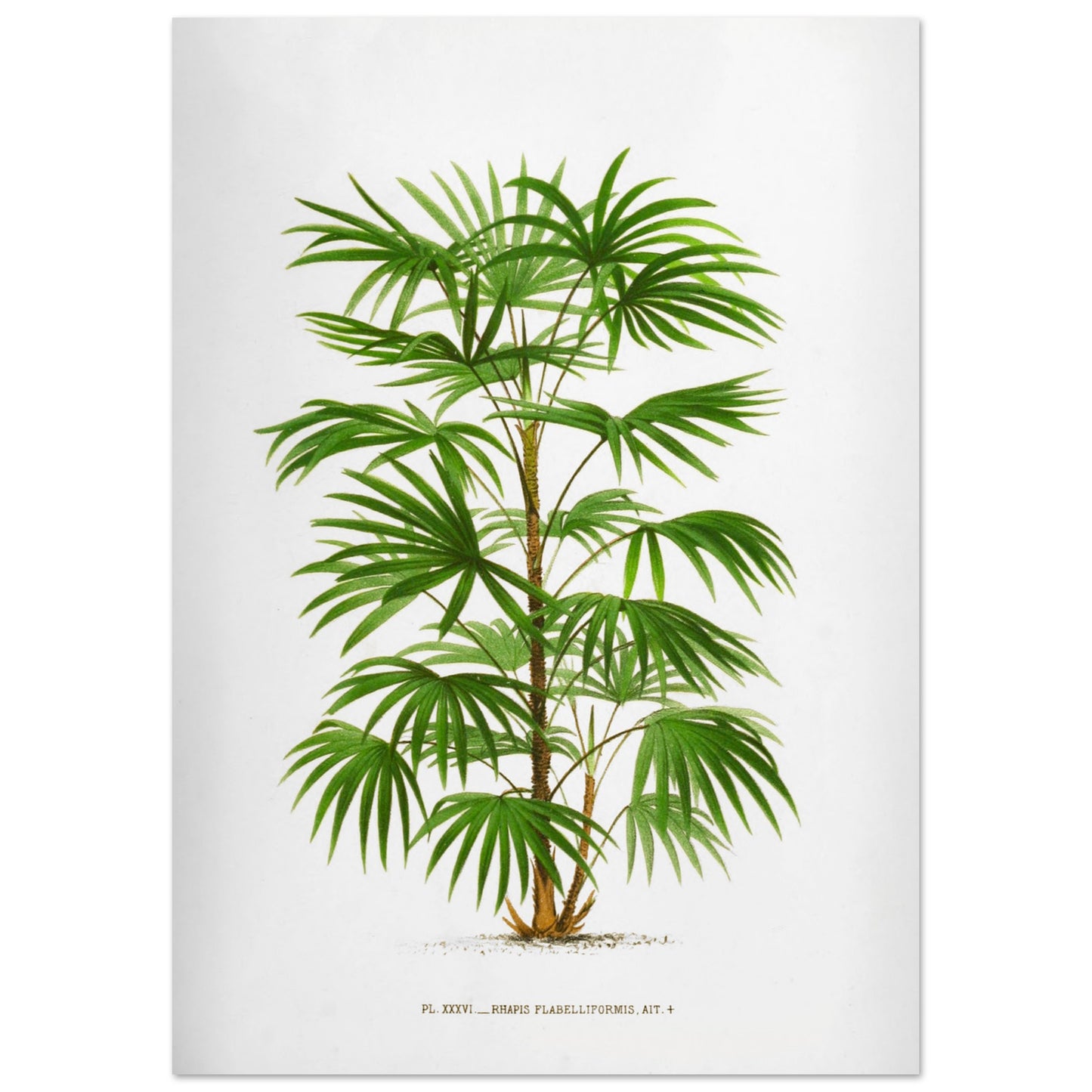 Illustration botanique ancienne du palmier Raphis Flabelliformis (29,7x42 cm (A3)). Illustration botanique ancienne du palmier Raphis Flabelliformis.
