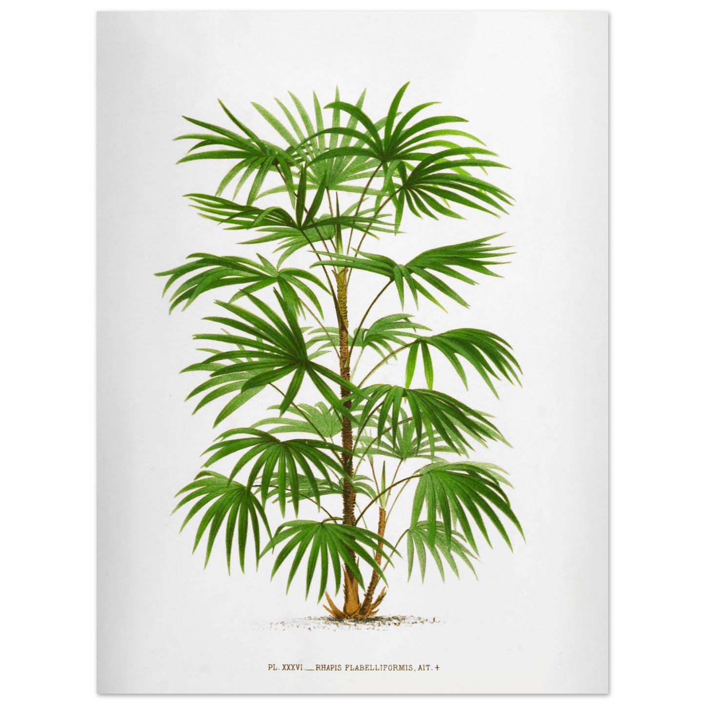 Illustration botanique ancienne du palmier Raphis Flabelliformis (30x40 cm). Illustration botanique ancienne du palmier Raphis Flabelliformis.