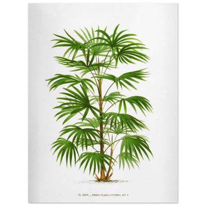 Illustration botanique ancienne du palmier Raphis Flabelliformis (30x40 cm). Illustration botanique ancienne du palmier Raphis Flabelliformis.