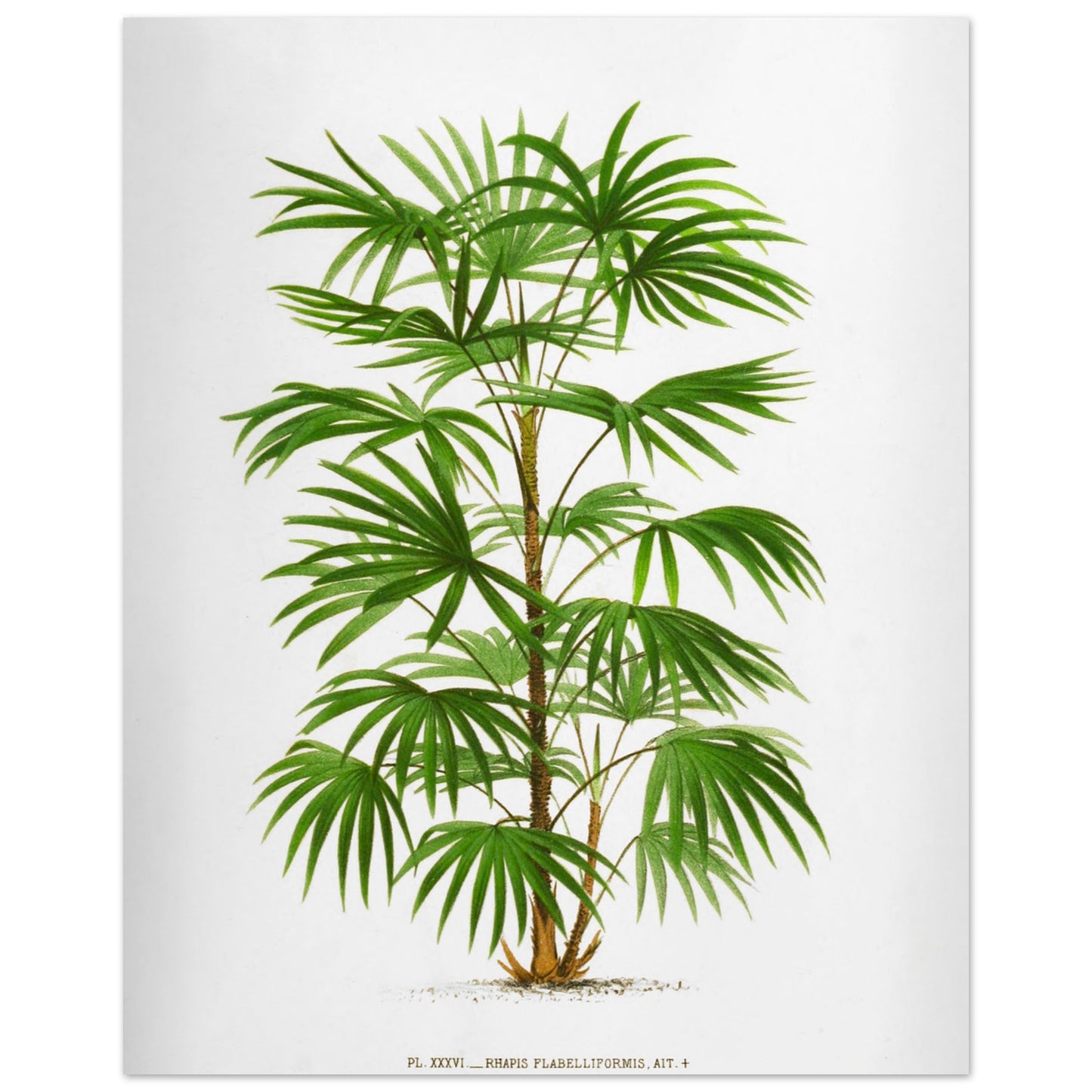 Illustration botanique ancienne du palmier Raphis Flabelliformis (40x50 cm). Illustration botanique ancienne du palmier Raphis Flabelliformis.