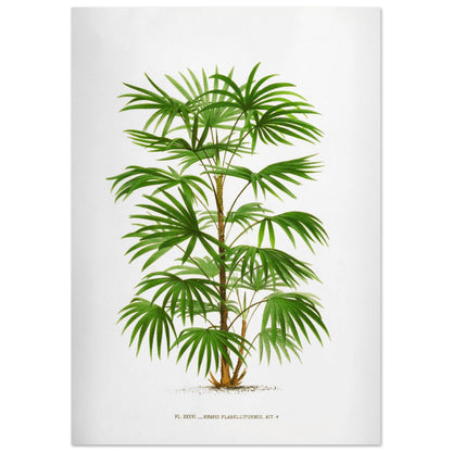 Illustration botanique ancienne du palmier Raphis Flabelliformis (42x59,4 cm (A2)). Illustration botanique ancienne du palmier Raphis Flabelliformis.