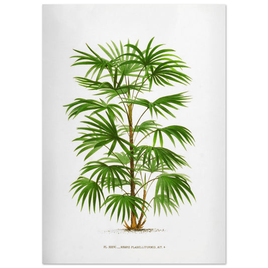 Illustration botanique ancienne du palmier Raphis Flabelliformis (42x59,4 cm (A2)). Illustration botanique ancienne du palmier Raphis Flabelliformis.
