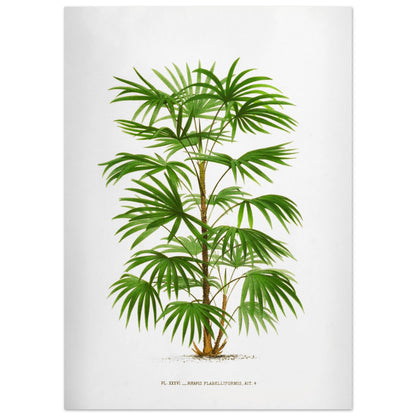 Illustration botanique ancienne du palmier Raphis Flabelliformis (50x70 cm). Illustration botanique ancienne du palmier Raphis Flabelliformis.
