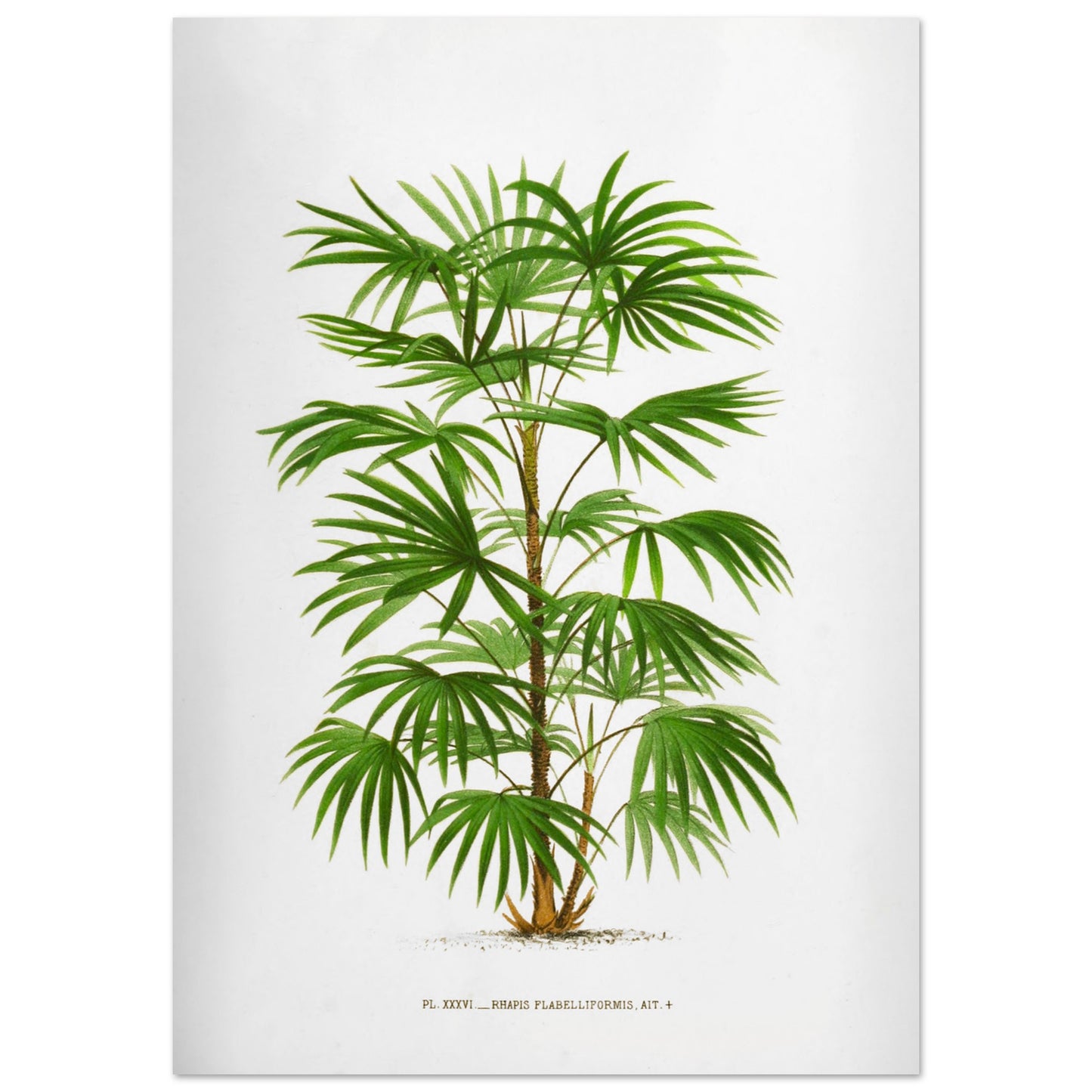 Illustration botanique ancienne du palmier Raphis Flabelliformis (59,4x84,1 cm (A1)). Illustration botanique ancienne du palmier Raphis Flabelliformis.
