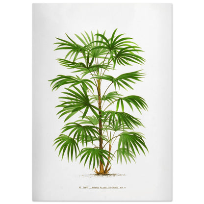 Illustration botanique ancienne du palmier Raphis Flabelliformis (59,4x84,1 cm (A1)). Illustration botanique ancienne du palmier Raphis Flabelliformis.