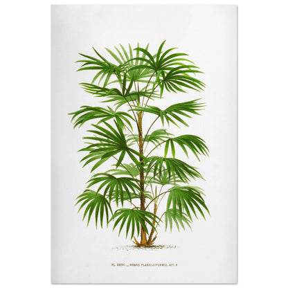 Illustration botanique ancienne du palmier Raphis Flabelliformis (60x90 cm). Illustration botanique ancienne du palmier Raphis Flabelliformis.