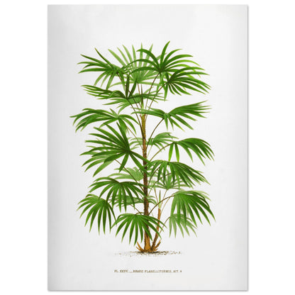 Illustration botanique ancienne du palmier Raphis Flabelliformis (70x100 cm). Illustration botanique ancienne du palmier Raphis Flabelliformis.