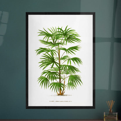 Illustration botanique ancienne du palmier Raphis Flabelliformis. Illustration botanique ancienne du palmier Raphis Flabelliformis. Image d'illustration 8