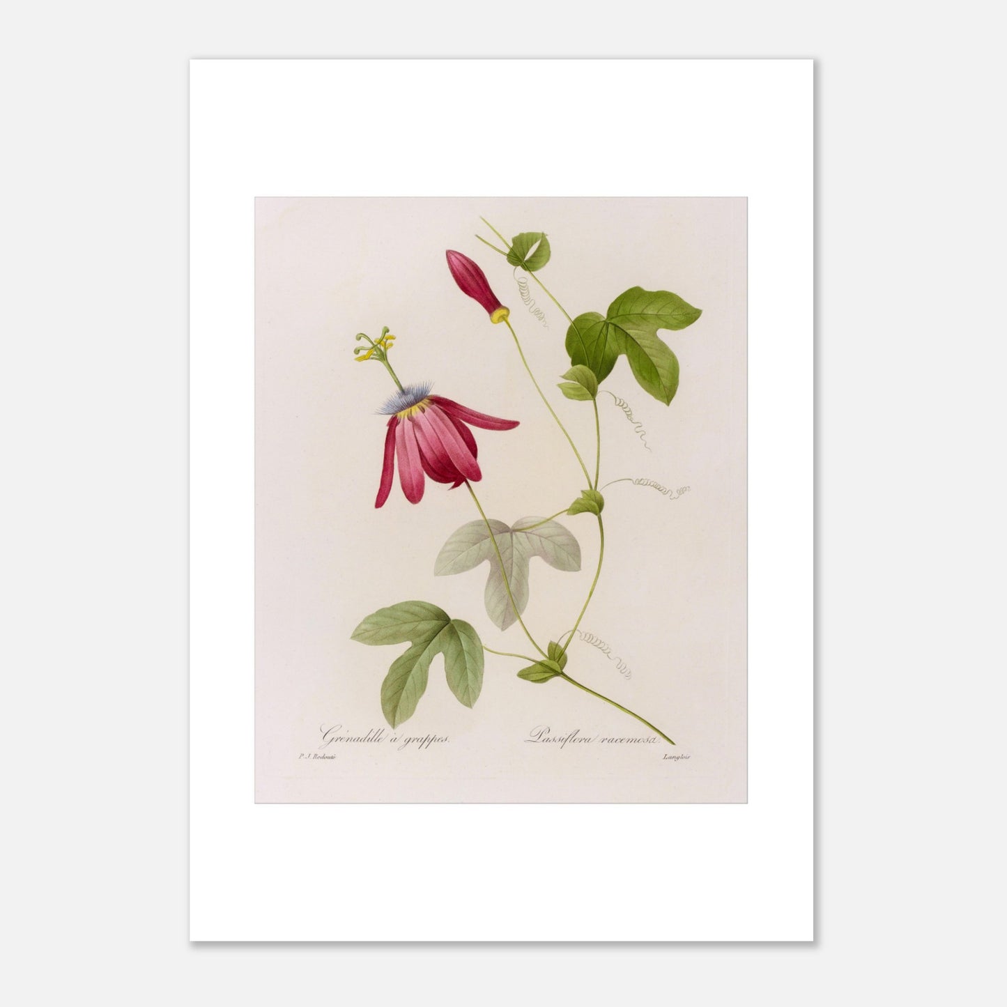 Illustration botanique Passiflora Racemosa par Pierre-Joseph Redouté (21x29,7 cm (A4)). Planche botanique de Passiflora Racemosa par Pierre-Joseph Redouté, illustrant une fleur de couleur magenta avec des pétales effilés et un centre complexe, des feuilles vertes en forme de palmier, un bouton floral rouge et des vrilles.