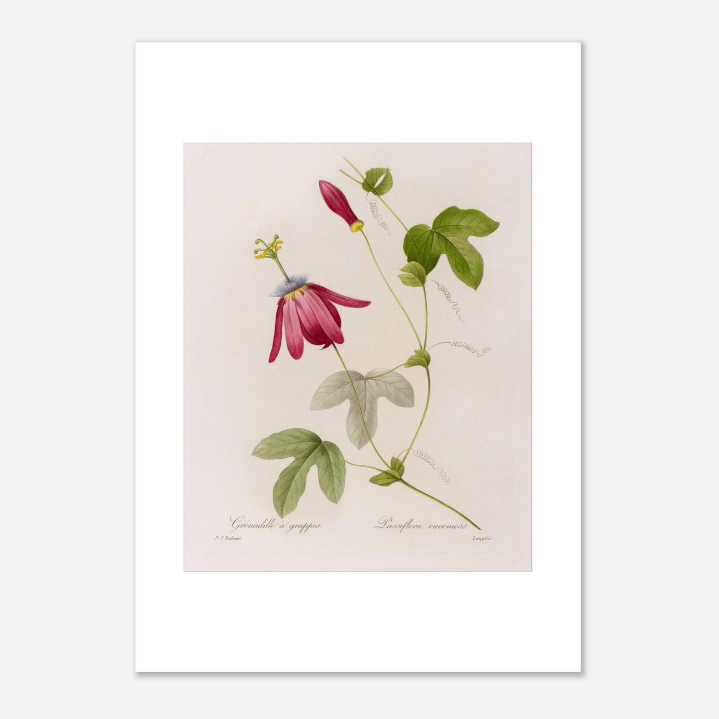 Illustration botanique Passiflora Racemosa par Pierre-Joseph Redouté (29,7x42 cm (A3)). Planche botanique de Passiflora Racemosa par Pierre-Joseph Redouté, illustrant une fleur de couleur magenta avec des pétales effilés et un centre complexe, des feuilles vertes en forme de palmier, un bouton floral rouge et des vrilles.