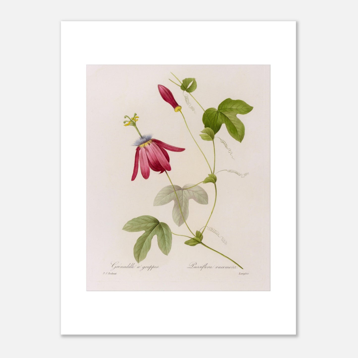 Illustration botanique Passiflora Racemosa par Pierre-Joseph Redouté (30x40 cm). Planche botanique de Passiflora Racemosa par Pierre-Joseph Redouté, illustrant une fleur de couleur magenta avec des pétales effilés et un centre complexe, des feuilles vertes en forme de palmier, un bouton floral rouge et des vrilles.