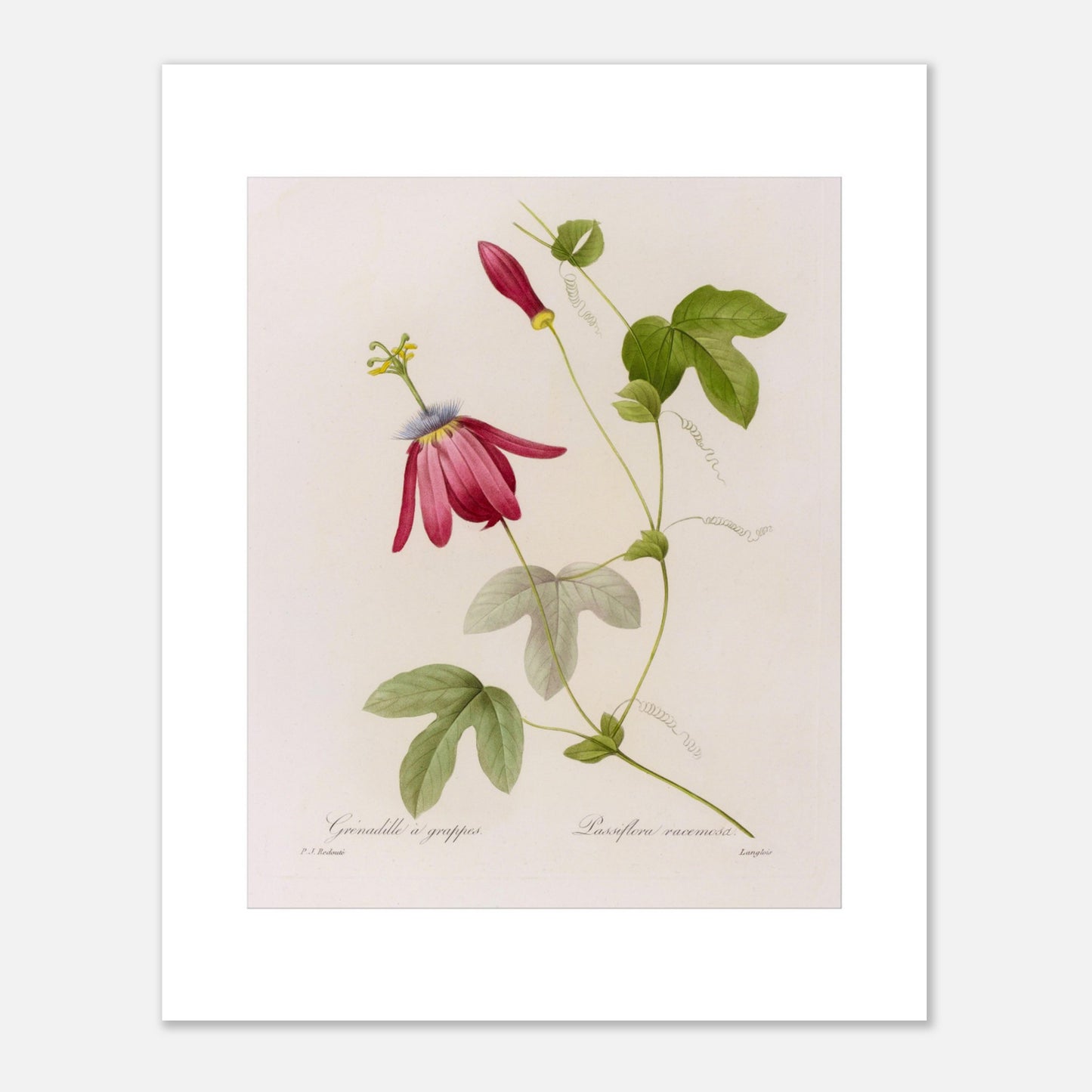 Illustration botanique Passiflora Racemosa par Pierre-Joseph Redouté (40x50 cm). Planche botanique de Passiflora Racemosa par Pierre-Joseph Redouté, illustrant une fleur de couleur magenta avec des pétales effilés et un centre complexe, des feuilles vertes en forme de palmier, un bouton floral rouge et des vrilles.