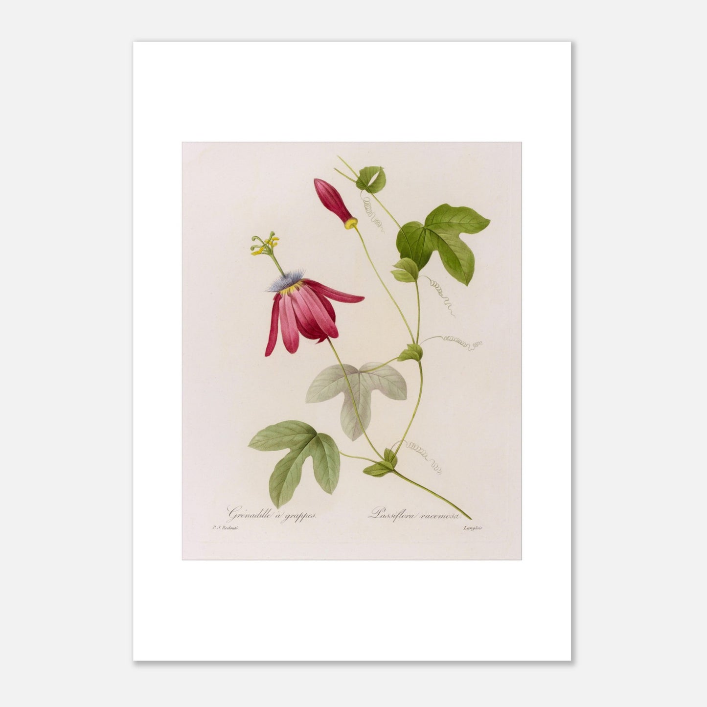 Illustration botanique Passiflora Racemosa par Pierre-Joseph Redouté (42x59,4 cm (A2)). Planche botanique de Passiflora Racemosa par Pierre-Joseph Redouté, illustrant une fleur de couleur magenta avec des pétales effilés et un centre complexe, des feuilles vertes en forme de palmier, un bouton floral rouge et des vrilles.