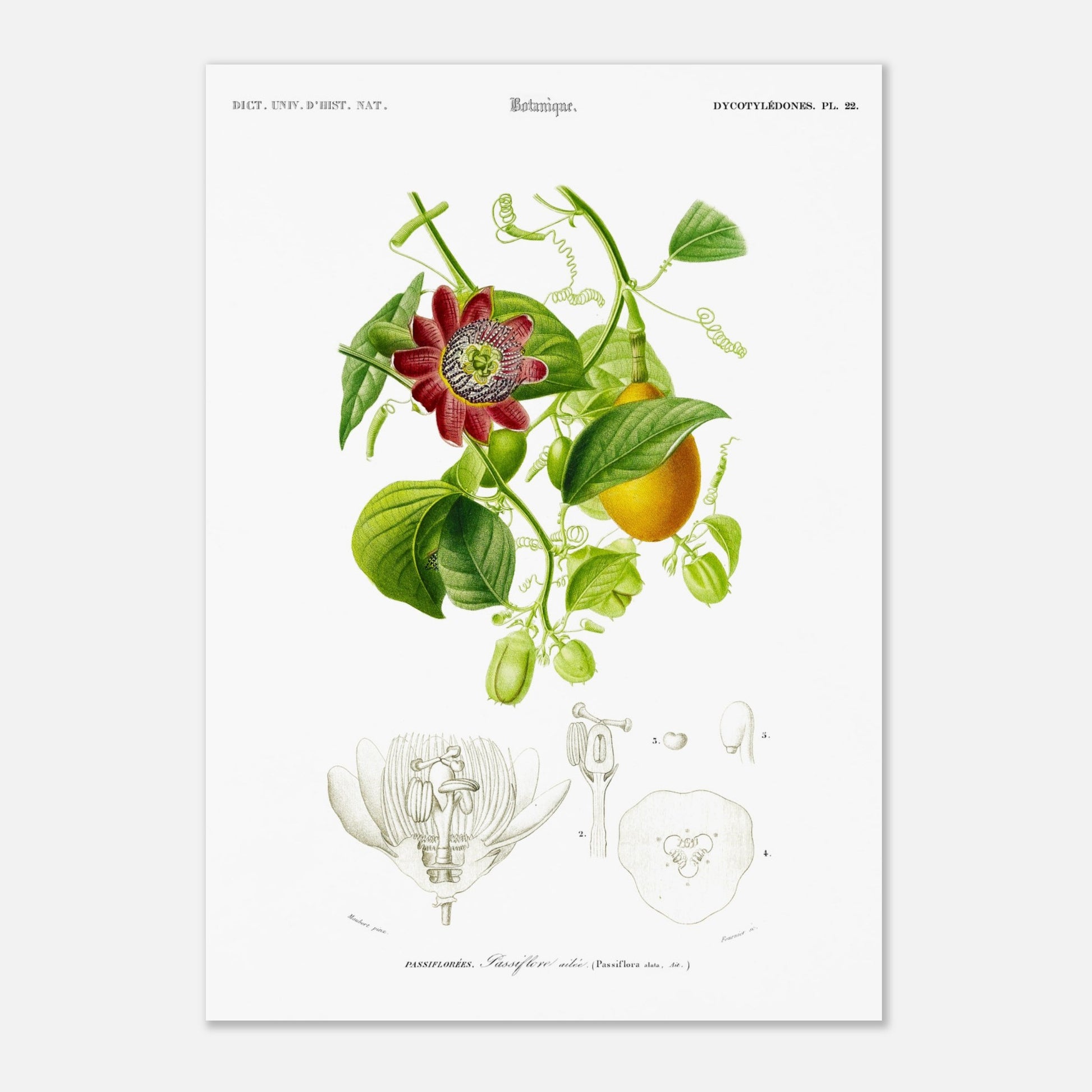 Illustration botanique de la Passiflore ailée - Charles d'Orbigny (29,7x42 cm (A3)). Illustration botanique du XIXe siècle montrant une plante grimpante de passiflore avec une fleur rouge et des fruits, accompagnée de détails anatomiques de la fleur.