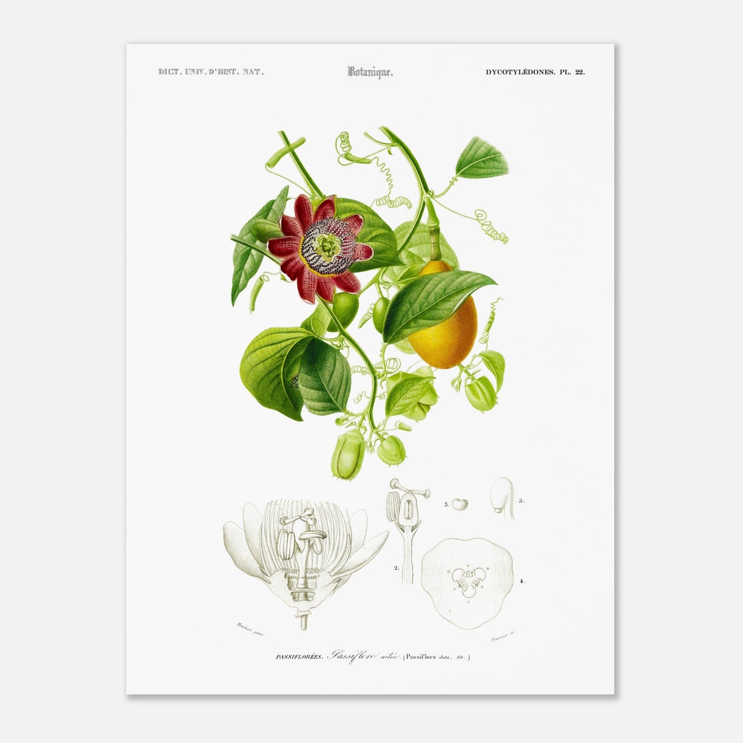 Illustration botanique de la Passiflore ailée - Charles d'Orbigny (30x40 cm). Illustration botanique du XIXe siècle montrant une plante grimpante de passiflore avec une fleur rouge et des fruits, accompagnée de détails anatomiques de la fleur.
