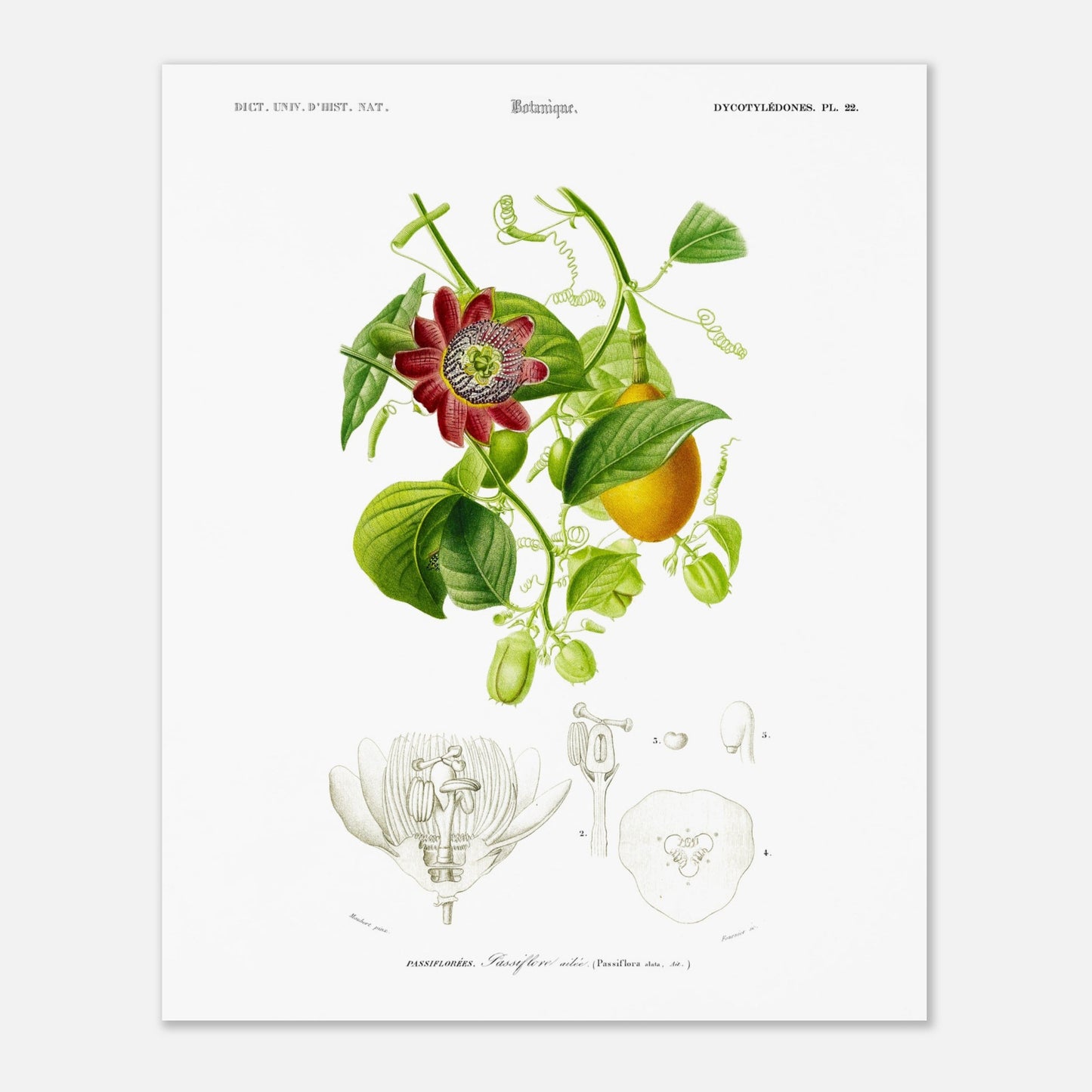 Illustration botanique de la Passiflore ailée - Charles d'Orbigny (40x50 cm). Illustration botanique du XIXe siècle montrant une plante grimpante de passiflore avec une fleur rouge et des fruits, accompagnée de détails anatomiques de la fleur.