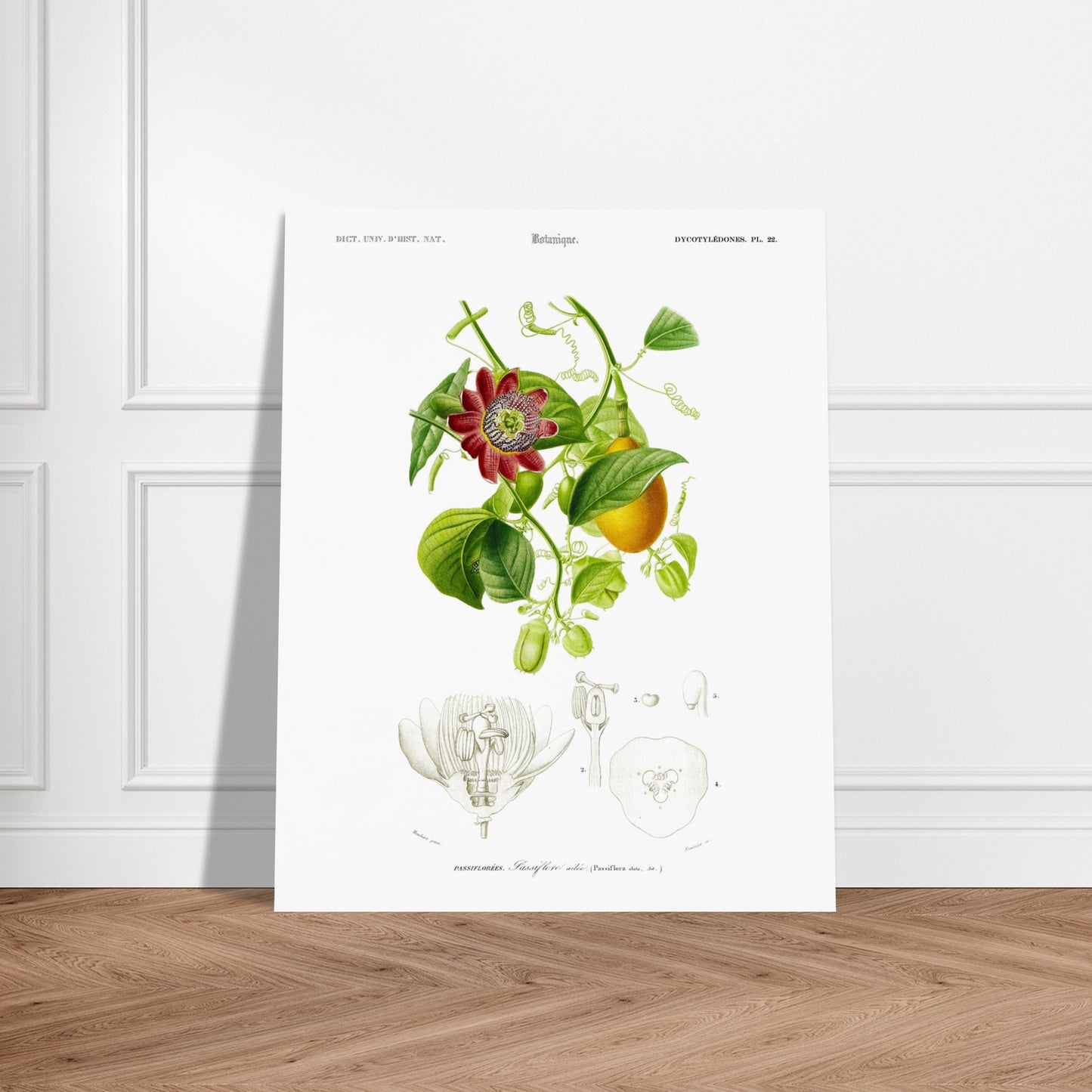 Illustration botanique de la Passiflore ailée - Charles d'Orbigny. Illustration botanique du XIXe siècle montrant une plante grimpante de passiflore avec une fleur rouge et des fruits, accompagnée de détails anatomiques de la fleur. Image d'illustration 5