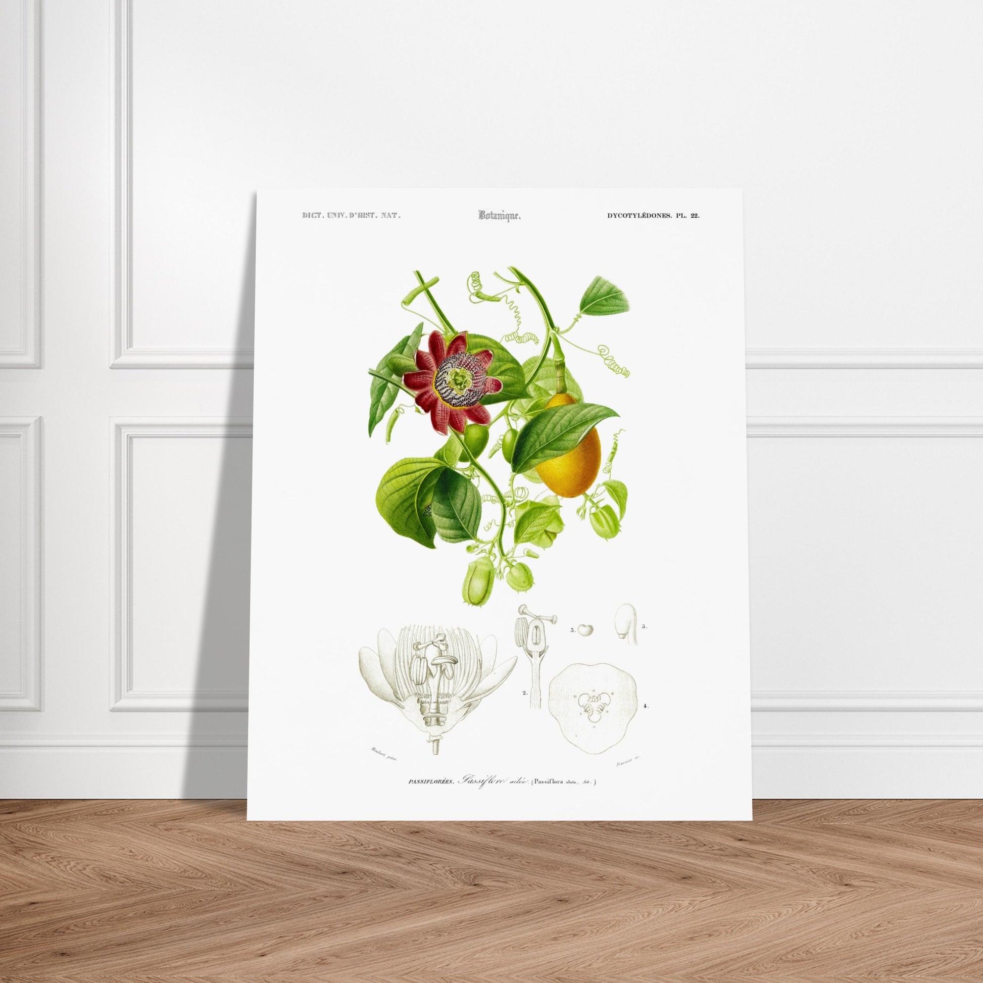 Illustration botanique de la Passiflore ailée - Charles d'Orbigny. Illustration botanique du XIXe siècle montrant une plante grimpante de passiflore avec une fleur rouge et des fruits, accompagnée de détails anatomiques de la fleur. Image d'illustration 5