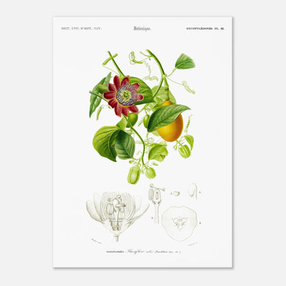 Illustration botanique de la Passiflore ailée - Charles d'Orbigny (50x70 cm). Illustration botanique du XIXe siècle montrant une plante grimpante de passiflore avec une fleur rouge et des fruits, accompagnée de détails anatomiques de la fleur.