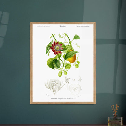 Illustration botanique de la Passiflore ailée - Charles d'Orbigny. Illustration botanique du XIXe siècle montrant une plante grimpante de passiflore avec une fleur rouge et des fruits, accompagnée de détails anatomiques de la fleur. Image d'illustration 6