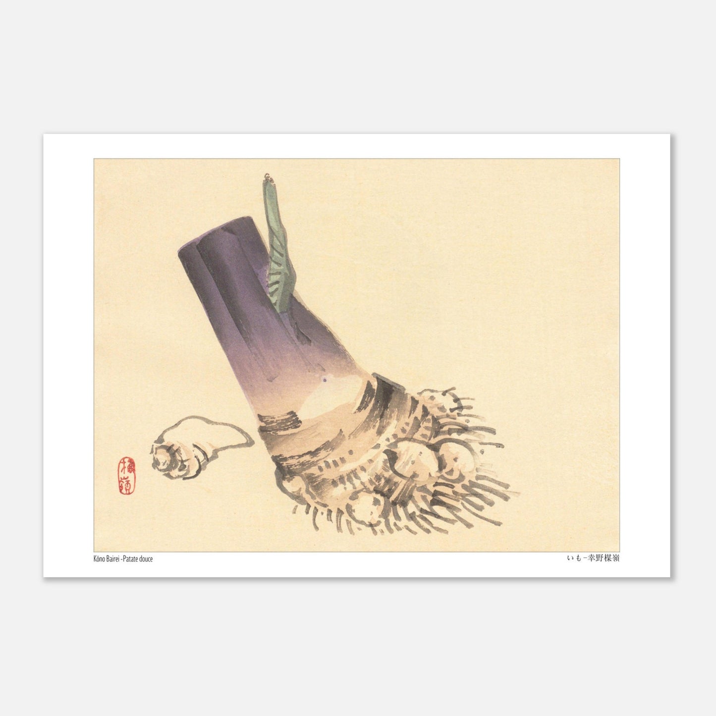 Illustration botanique de Patate douce (いも) par Kōno Bairei (21x29,7 cm (A4)). Illustration botanique d'une patate douce violette et beige, avec des racines et une petite feuille verte, sur fond beige.