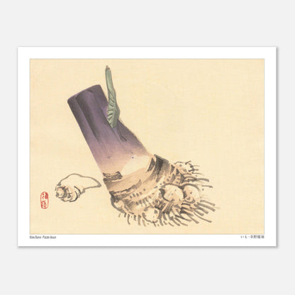 Illustration botanique de Patate douce (いも) par Kōno Bairei (27x35 cm). Illustration botanique d'une patate douce violette et beige, avec des racines et une petite feuille verte, sur fond beige.