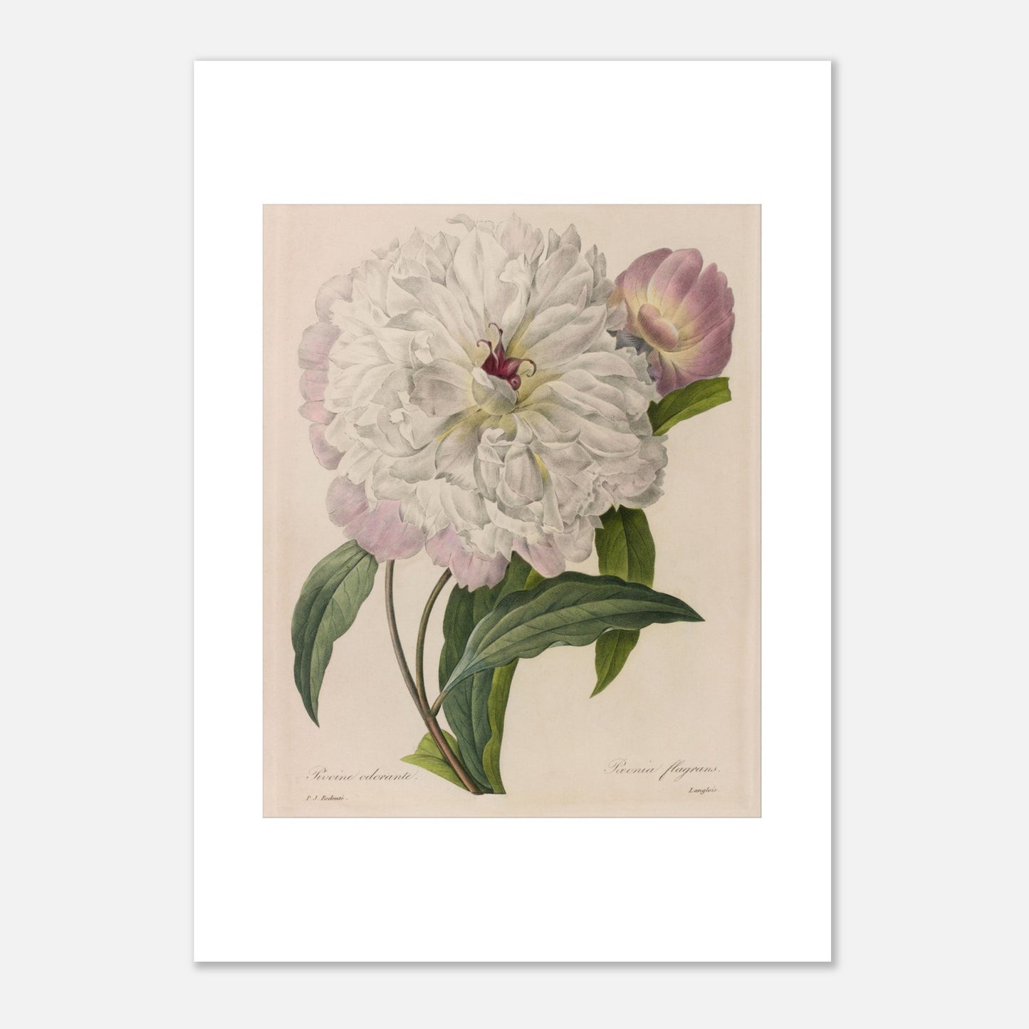 Illustration botanique ancienne Pivoine Odorante par Pierre-Joseph Redouté (29,7x42 cm (A3)). Planche botanique peinte par Pierre-Joseph Redouté, montrant une pivoine blanche aux pétales abondants et un bouton floral rose, entourée de feuilles vertes.
