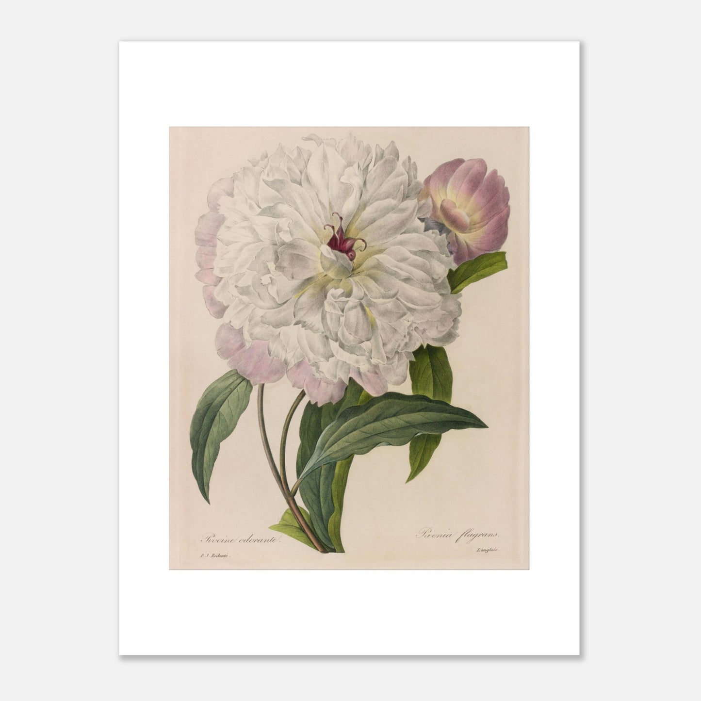 Illustration botanique ancienne Pivoine Odorante par Pierre-Joseph Redouté (30x40 cm). Planche botanique peinte par Pierre-Joseph Redouté, montrant une pivoine blanche aux pétales abondants et un bouton floral rose, entourée de feuilles vertes.