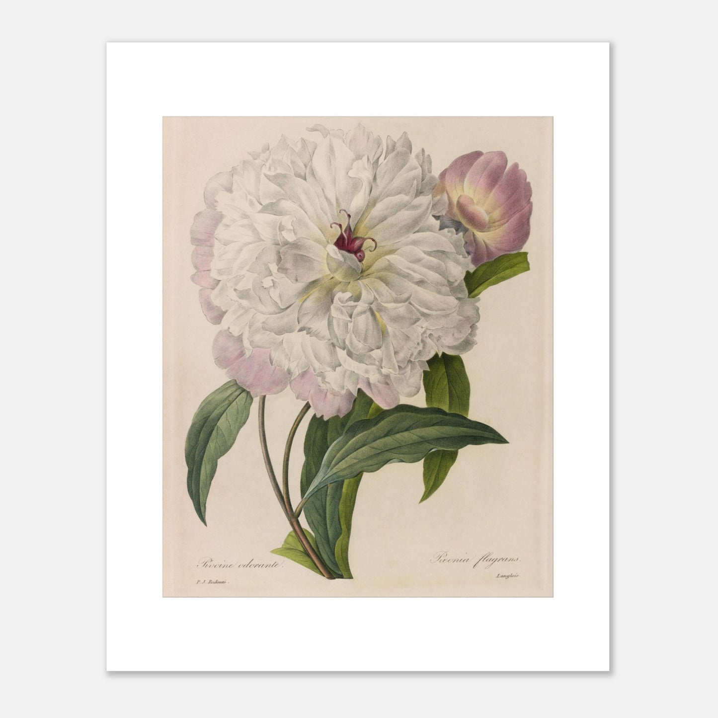 Illustration botanique ancienne Pivoine Odorante par Pierre-Joseph Redouté (40x50 cm). Planche botanique peinte par Pierre-Joseph Redouté, montrant une pivoine blanche aux pétales abondants et un bouton floral rose, entourée de feuilles vertes.