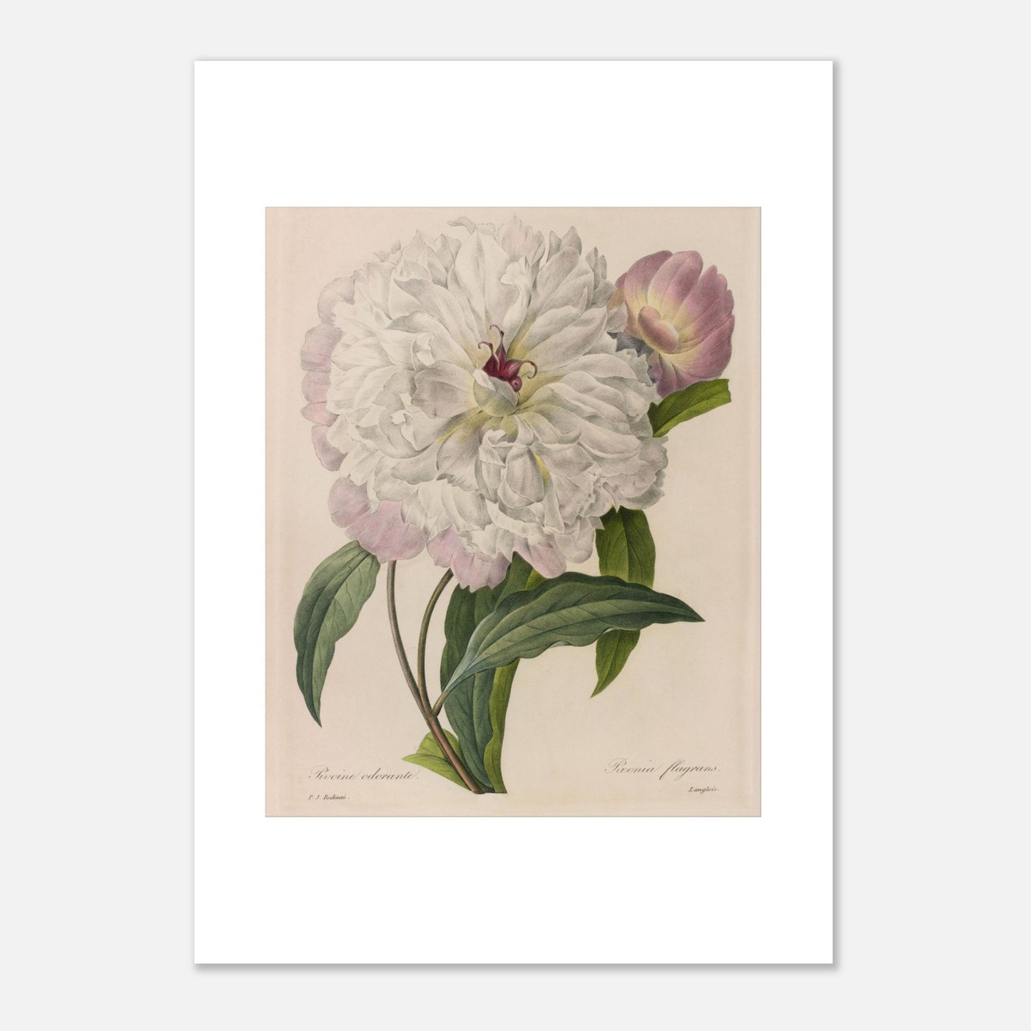 Illustration botanique ancienne Pivoine Odorante par Pierre-Joseph Redouté (42x59,4 cm (A2)). Planche botanique peinte par Pierre-Joseph Redouté, montrant une pivoine blanche aux pétales abondants et un bouton floral rose, entourée de feuilles vertes.