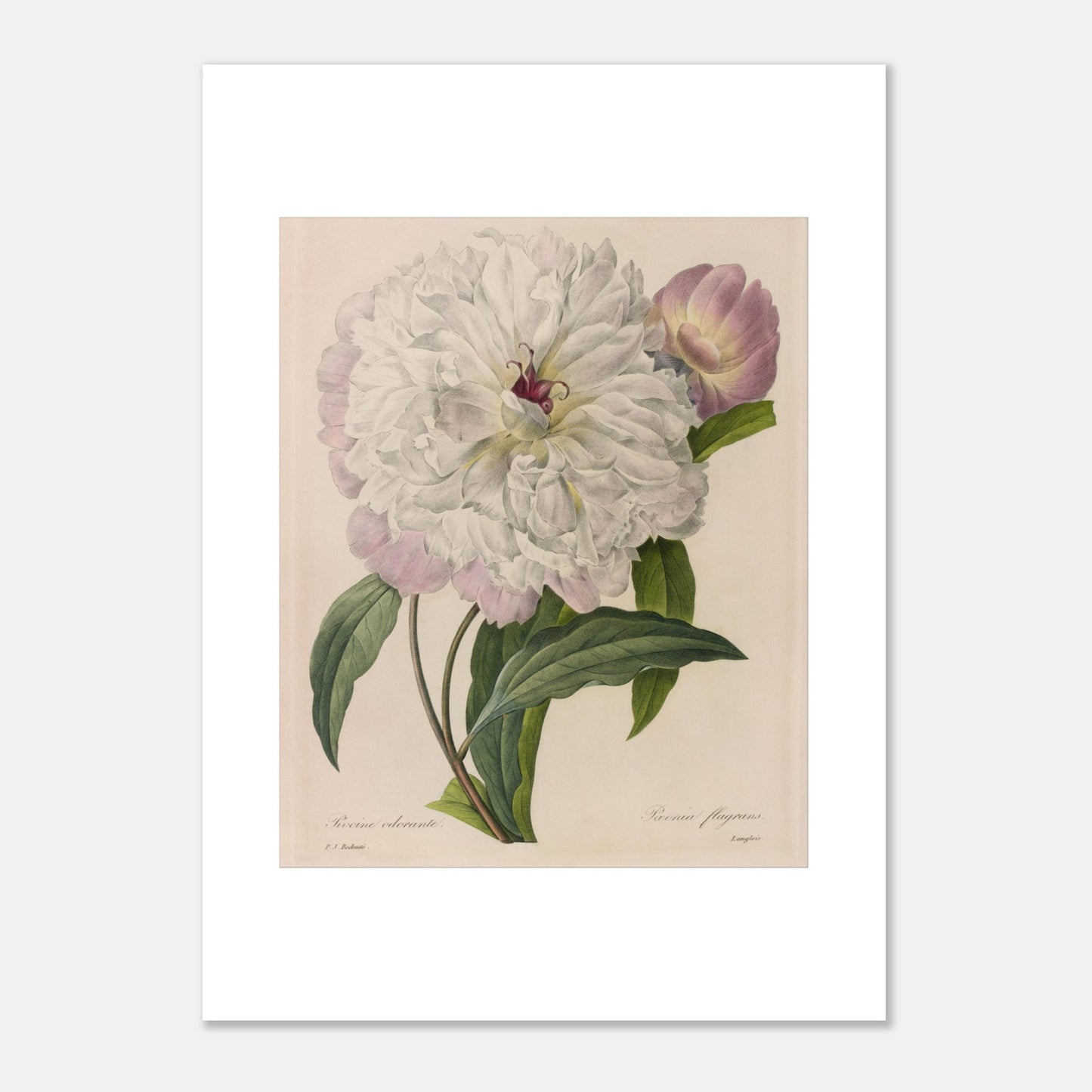 Illustration botanique ancienne Pivoine Odorante par Pierre-Joseph Redouté (50x70 cm). Planche botanique peinte par Pierre-Joseph Redouté, montrant une pivoine blanche aux pétales abondants et un bouton floral rose, entourée de feuilles vertes.