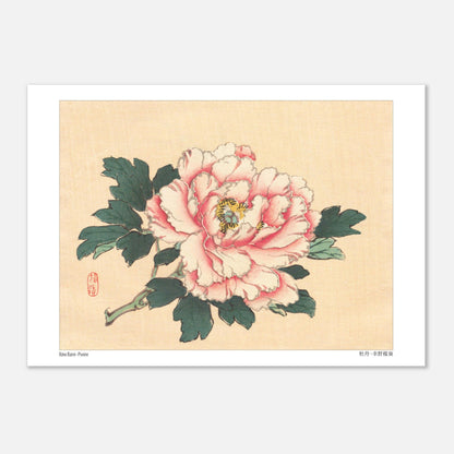 Planche Botanique Ancienne : Pivoine Rose par Kōno Bairei (21x29,7 cm (A4)). Illustration botanique de Kōno Bairei d'une pivoine rose avec des feuilles vertes, sur fond beige.