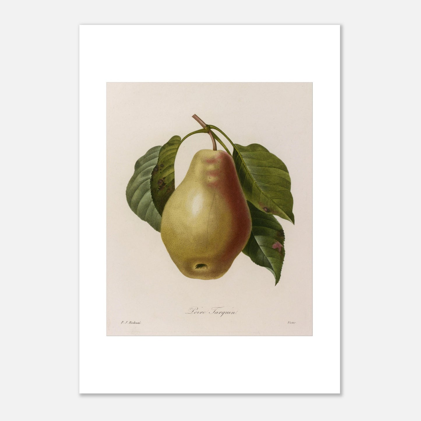 Illustration botanique Poire Tarquin par Pierre-Joseph Redouté (21x29,7 cm (A4)). Planche botanique ancienne de Pierre-Joseph Redouté représentant une poire Tarquin (Poire Tarquin) sur sa tige avec des feuilles vertes.