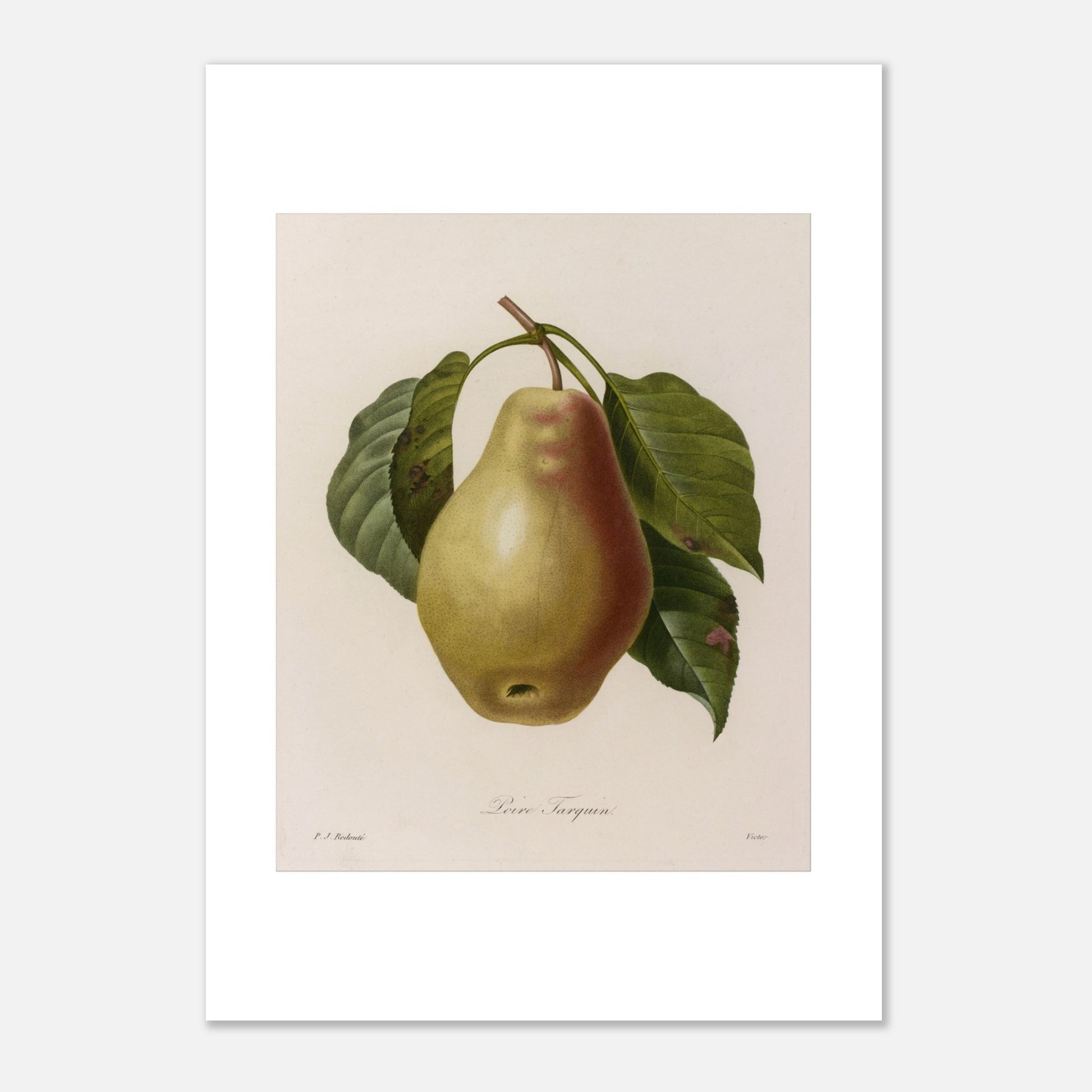 Illustration botanique Poire Tarquin par Pierre-Joseph Redouté (21x29,7 cm (A4)). Planche botanique ancienne de Pierre-Joseph Redouté représentant une poire Tarquin (Poire Tarquin) sur sa tige avec des feuilles vertes.