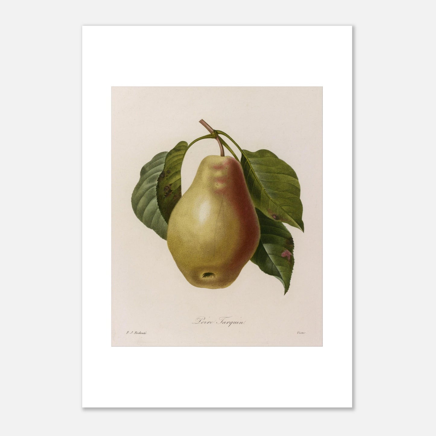 Illustration botanique Poire Tarquin par Pierre-Joseph Redouté (29,7x42 cm (A3)). Planche botanique ancienne de Pierre-Joseph Redouté représentant une poire Tarquin (Poire Tarquin) sur sa tige avec des feuilles vertes.