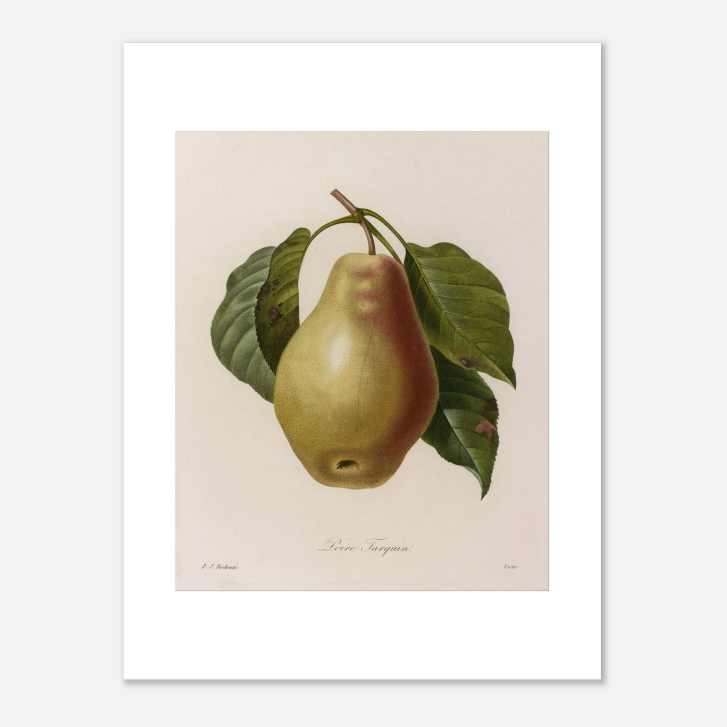 Illustration botanique Poire Tarquin par Pierre-Joseph Redouté (30x40 cm). Planche botanique ancienne de Pierre-Joseph Redouté représentant une poire Tarquin (Poire Tarquin) sur sa tige avec des feuilles vertes.