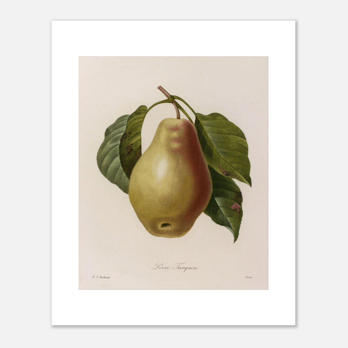 Illustration botanique Poire Tarquin par Pierre-Joseph Redouté (40x50 cm). Planche botanique ancienne de Pierre-Joseph Redouté représentant une poire Tarquin (Poire Tarquin) sur sa tige avec des feuilles vertes.
