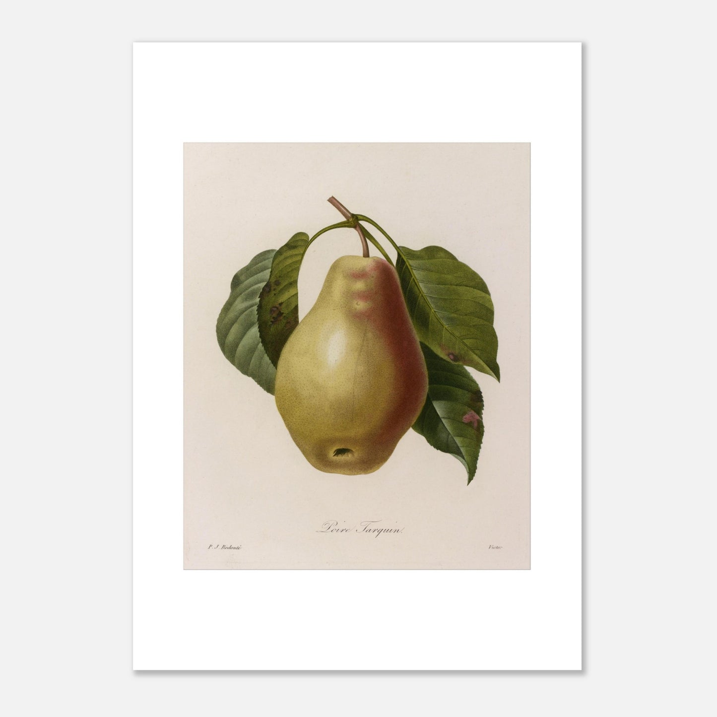 Illustration botanique Poire Tarquin par Pierre-Joseph Redouté (50x70 cm). Planche botanique ancienne de Pierre-Joseph Redouté représentant une poire Tarquin (Poire Tarquin) sur sa tige avec des feuilles vertes.
