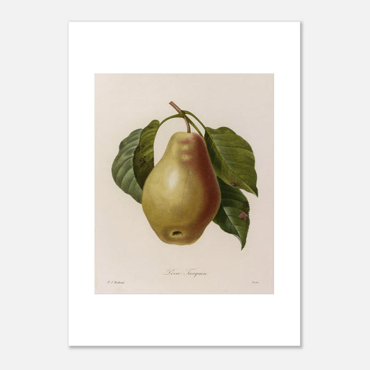 Illustration botanique Poire Tarquin par Pierre-Joseph Redouté (50x70 cm). Planche botanique ancienne de Pierre-Joseph Redouté représentant une poire Tarquin (Poire Tarquin) sur sa tige avec des feuilles vertes.