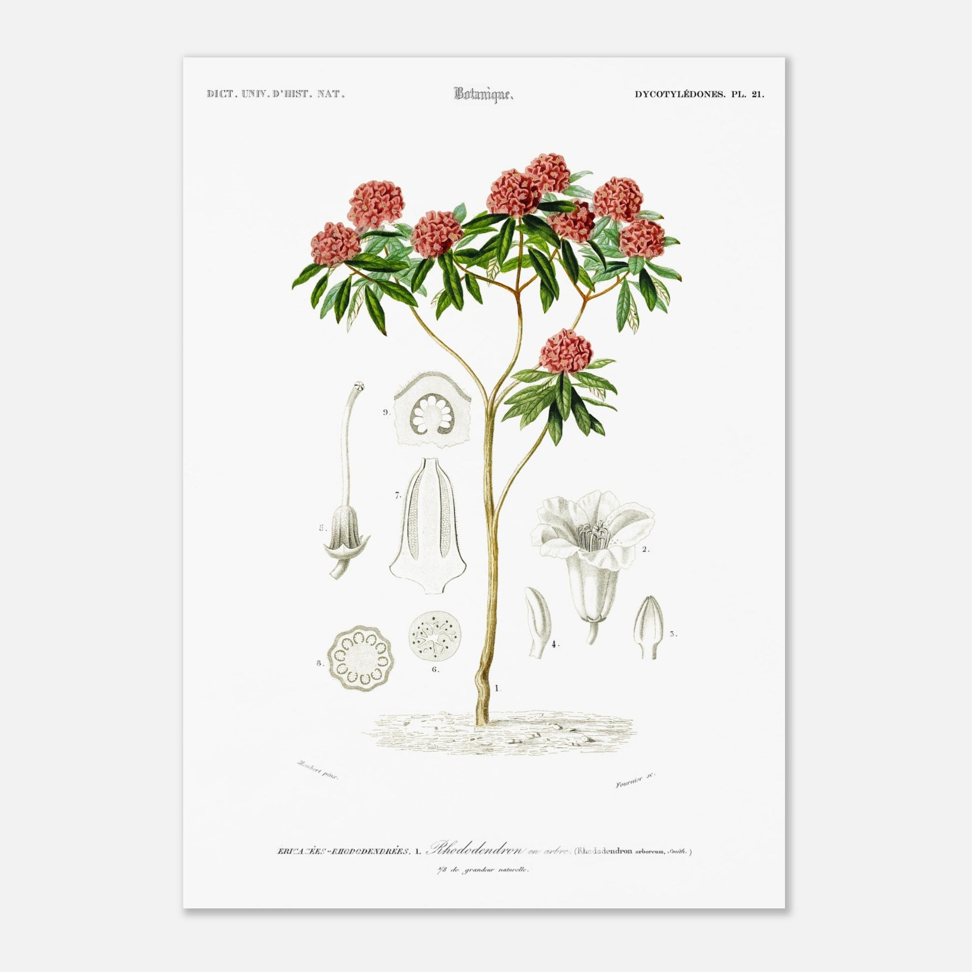 Illustration botanique : Rhododendron en arbre par Charles d'Orbigny (29,7x42 cm (A3)). Illustration botanique d'un rhododendron en arbre, avec des détails de ses fleurs, feuilles et différentes parties de la plante.