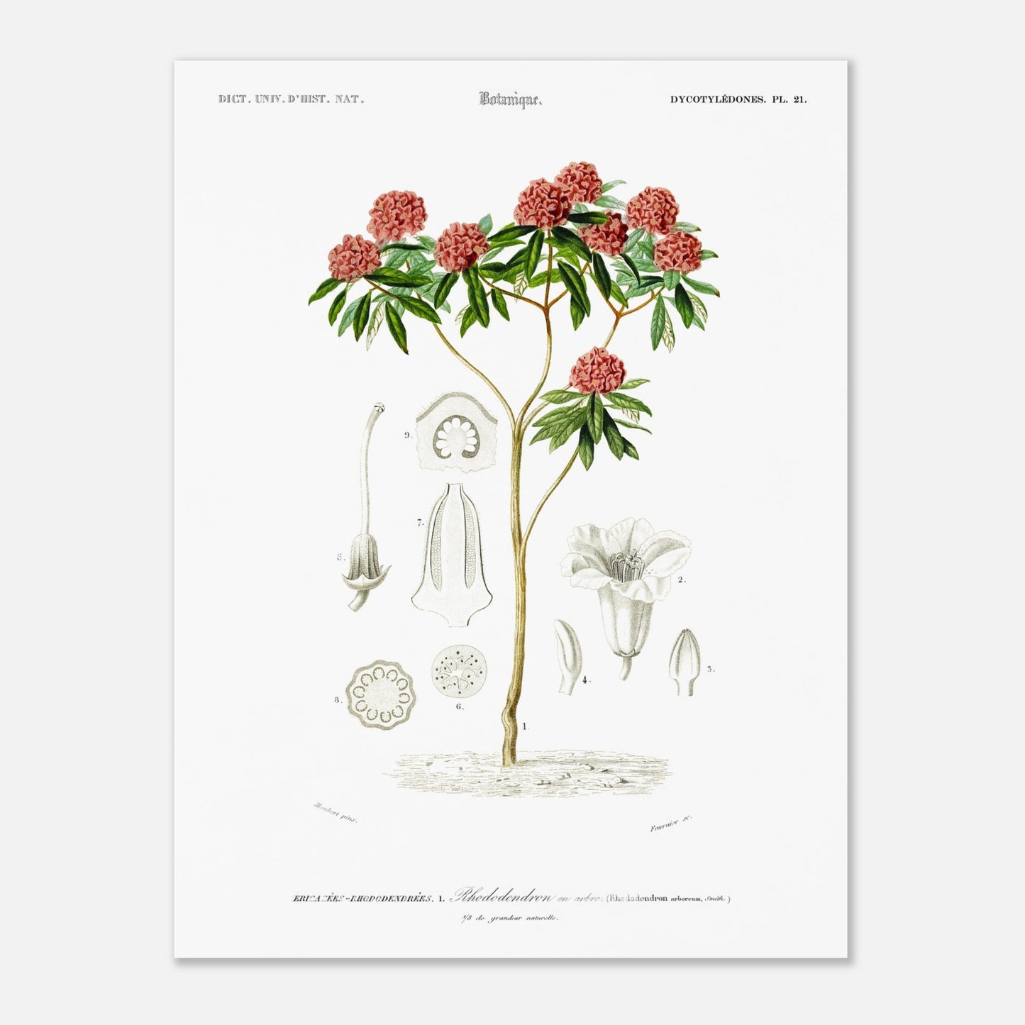 Illustration botanique : Rhododendron en arbre par Charles d'Orbigny (30x40 cm). Illustration botanique d'un rhododendron en arbre, avec des détails de ses fleurs, feuilles et différentes parties de la plante.